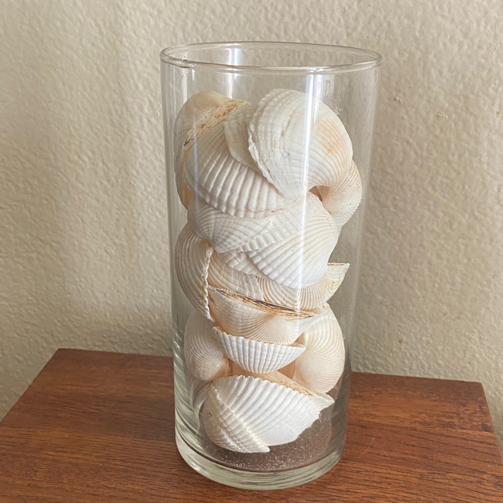 Vintage Seashells & Tiny Coral Chunk In Tall Glass Cylinder Vase